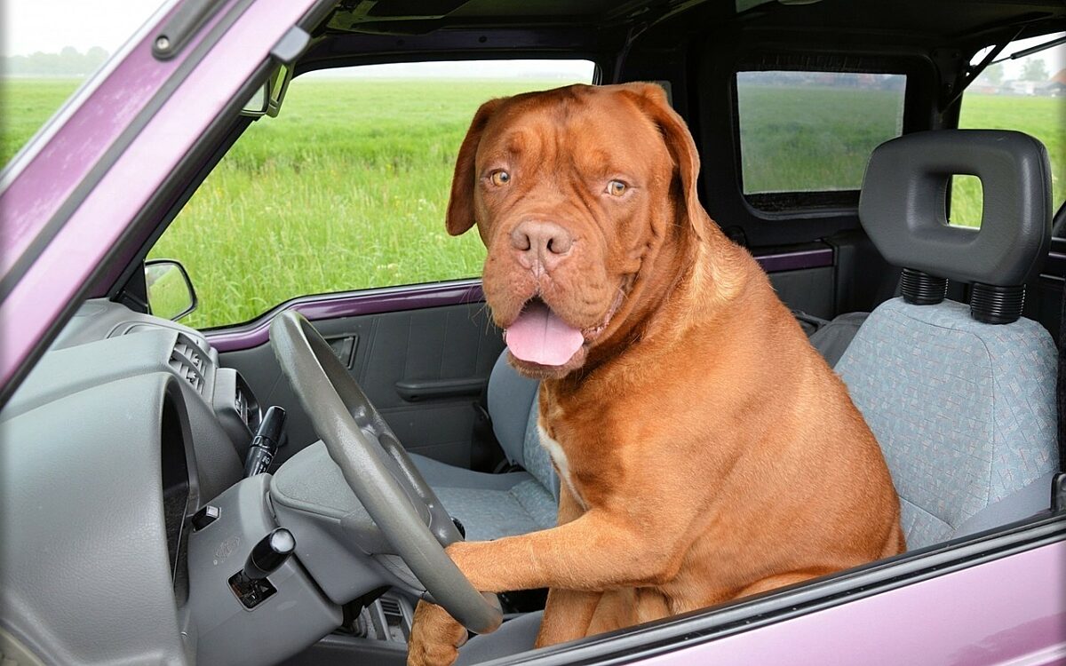 Ein Hund sitzt im Auto bei Hitze Ein Hund sitzt im Auto bei Hitze